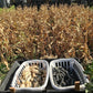 Two baskets of dry corn cobs, one shucked and the other with husks still on, in front of a dried-down stand of dwarf corn plants.