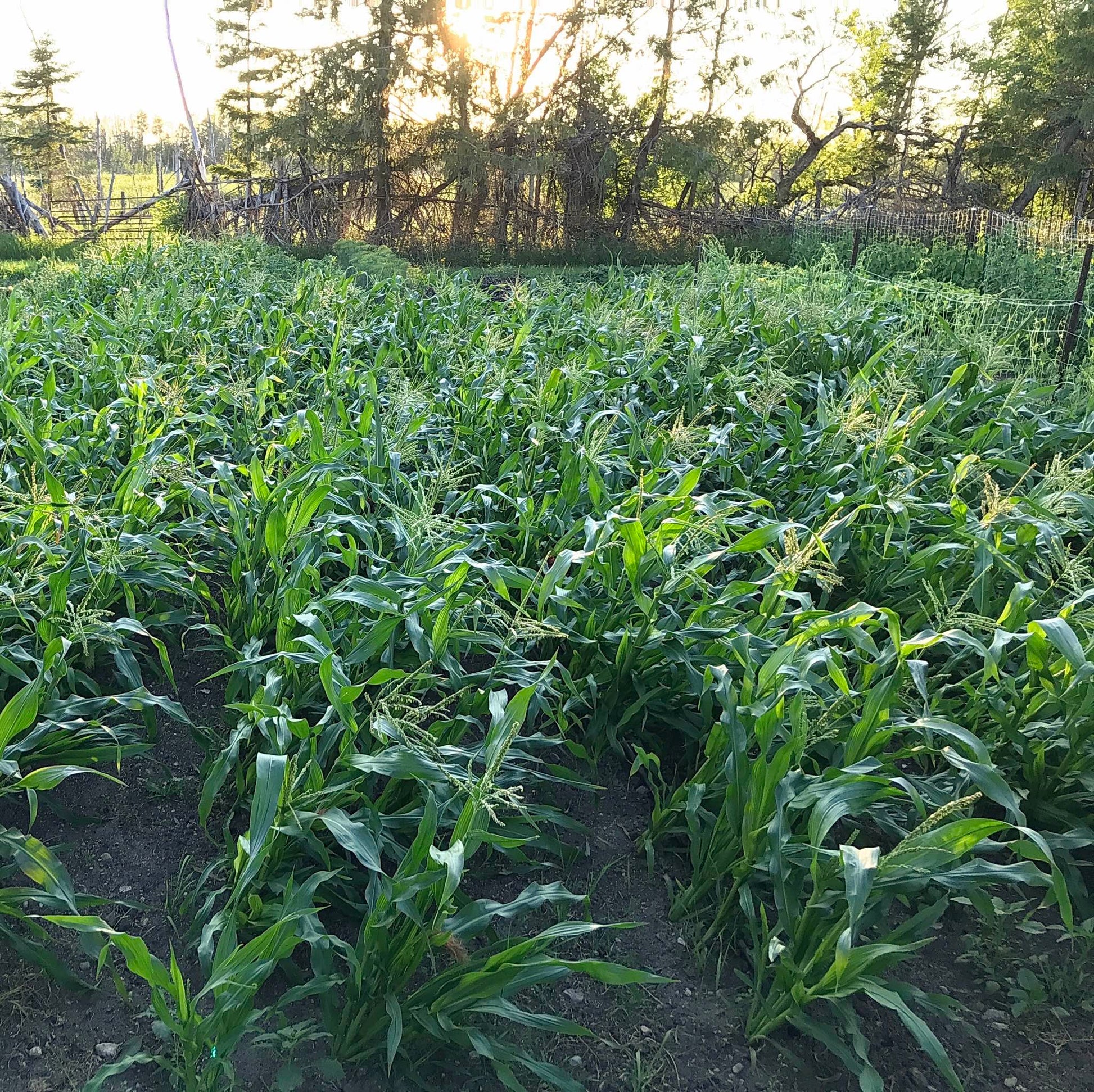 Rows of dwarf corn plants in the evening light before sunset.
