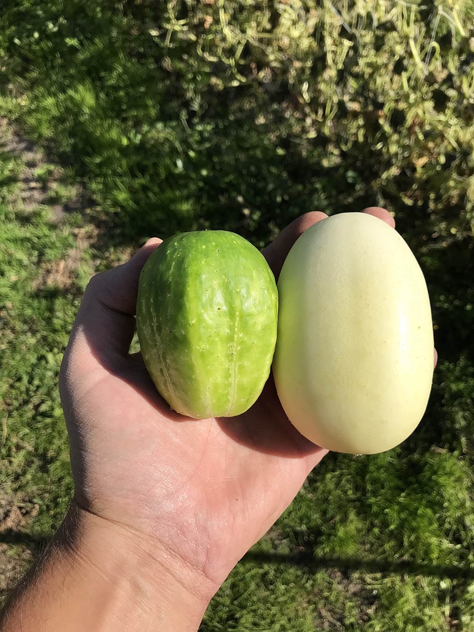 Single hand holding two apple cucumbers, one white and the other green.