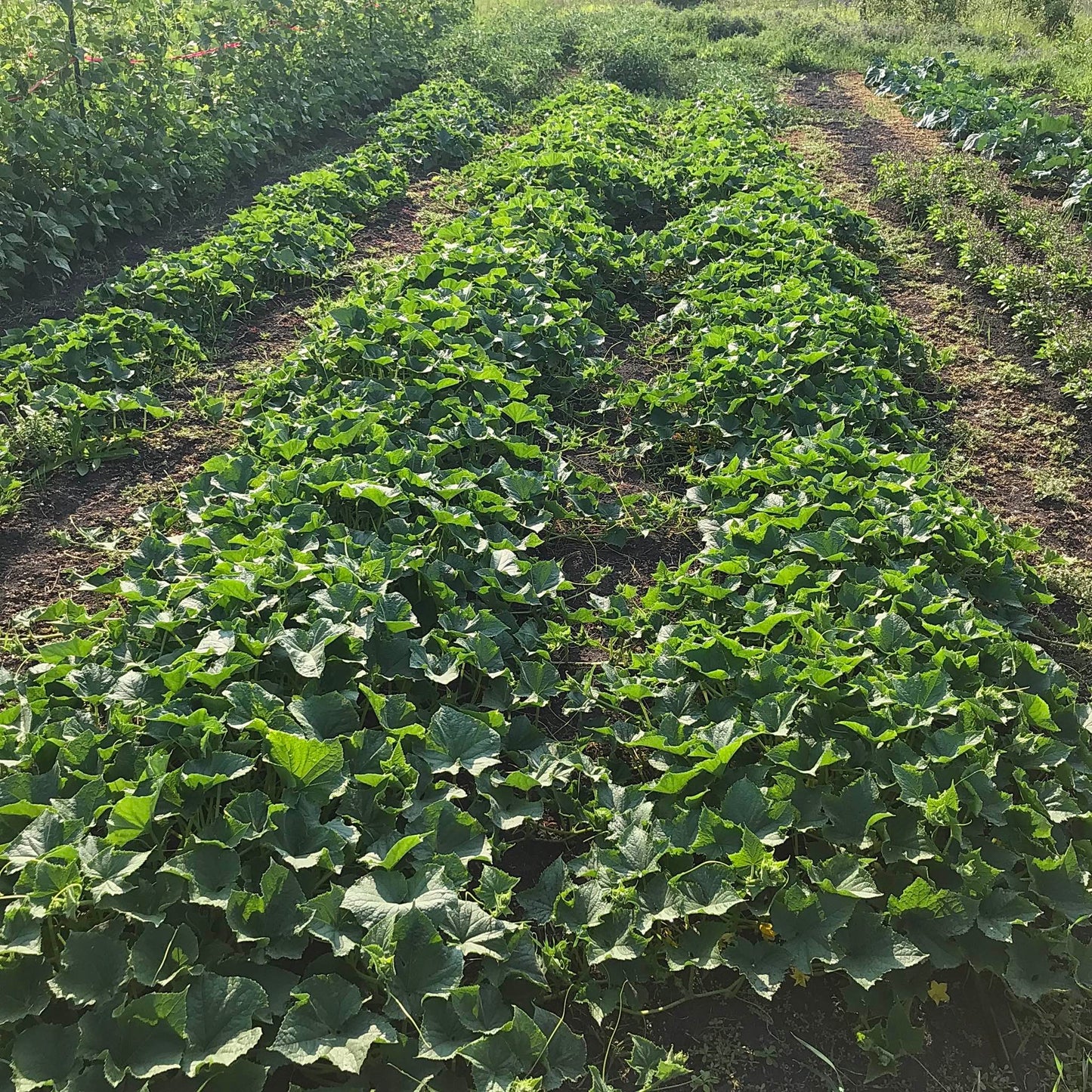 Three long beds of cucumber plants.