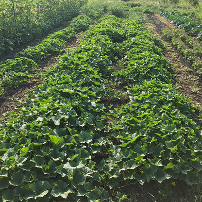 Three long beds of cucumber plants.