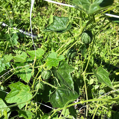 Four cucamelon fruits on the vine.