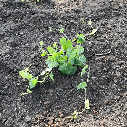 Young cucumelon plant.