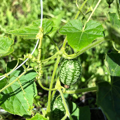 Two cucamelons on the vine.