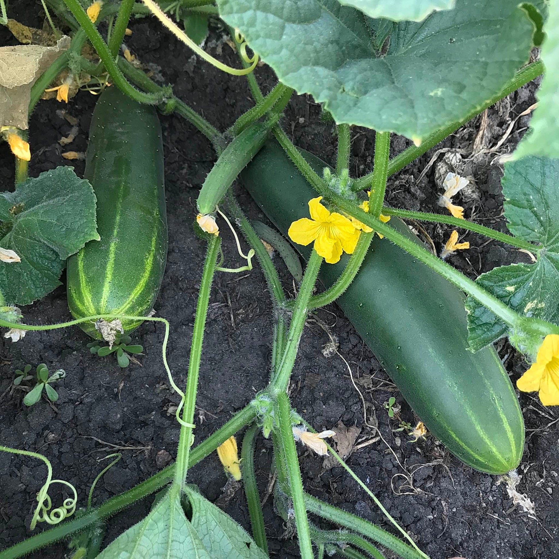 Two slicer cucumbers peeking out from a tangle of vines and leaves.