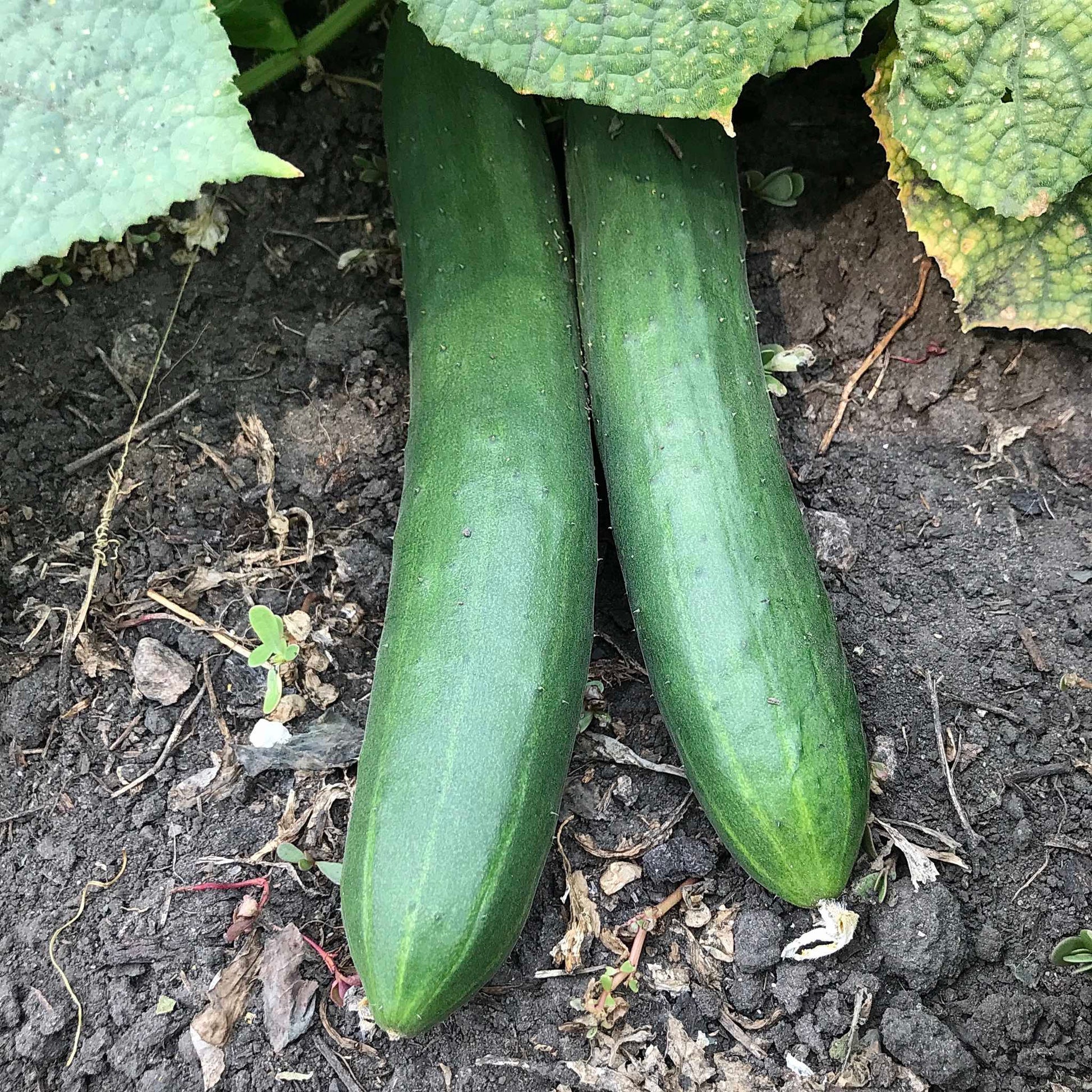 Two slicer cucumbers ready for harvest.