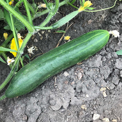 Slicer cucumber at eating stage and a small young cucumber that still has its blossom attached.