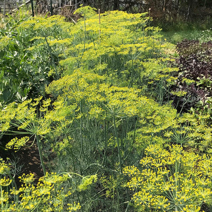 Dill - Ambrojia