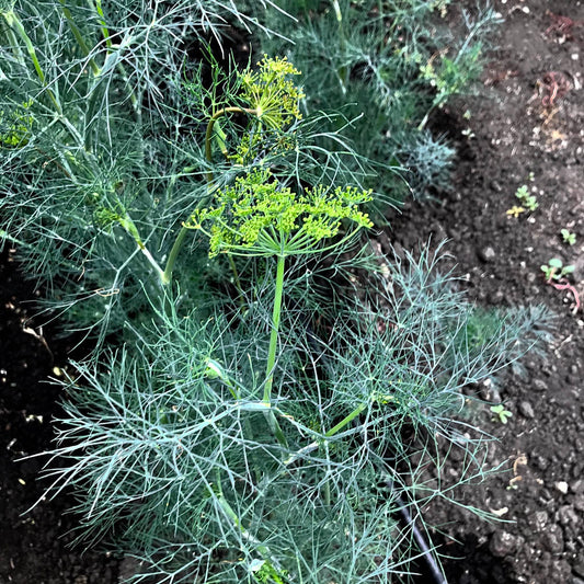 Dill - Ambrojia