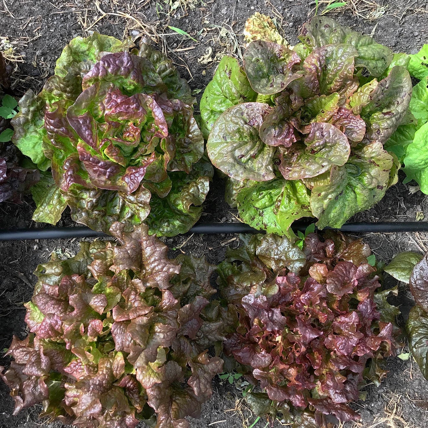 Four lettuce plants ready for harvest.