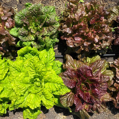 Four heads of lettuce ready to be eaten.