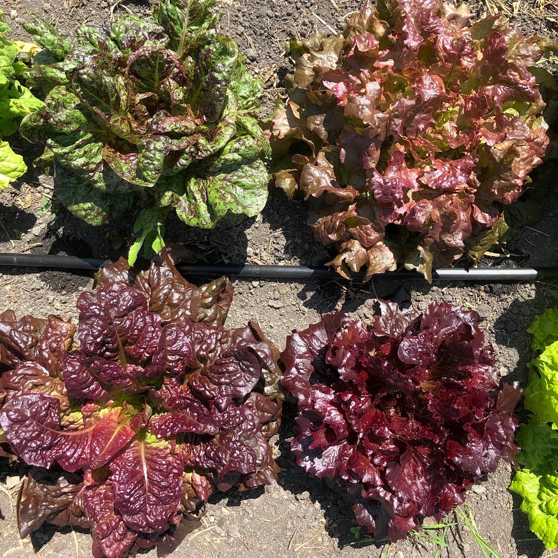 Four delicious looking lettuce plants.