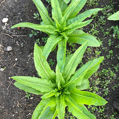 Two star shaped lettuce plants viewed from above.