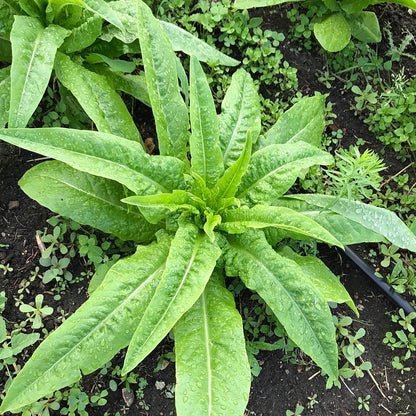 Starburst head of lettuce after a rain.