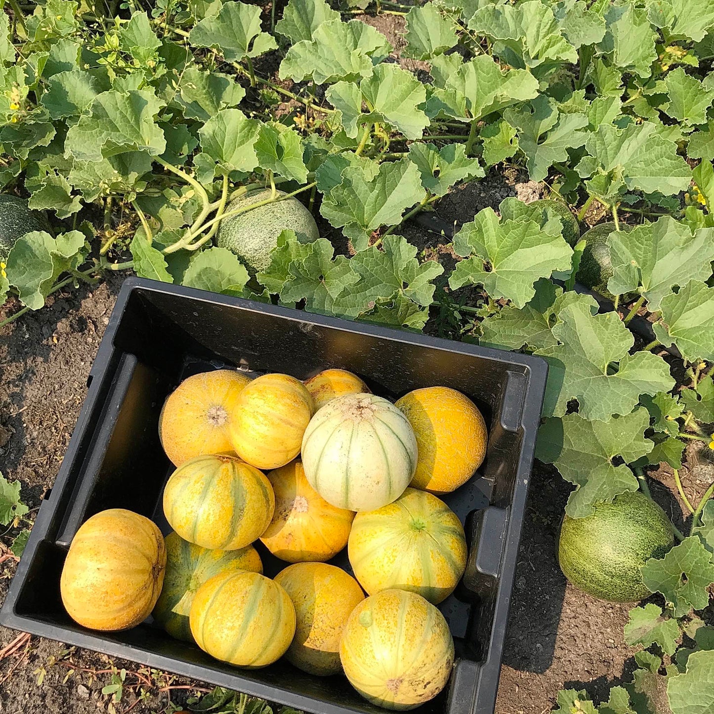 Box of melons in front of the plants they were harvested from.