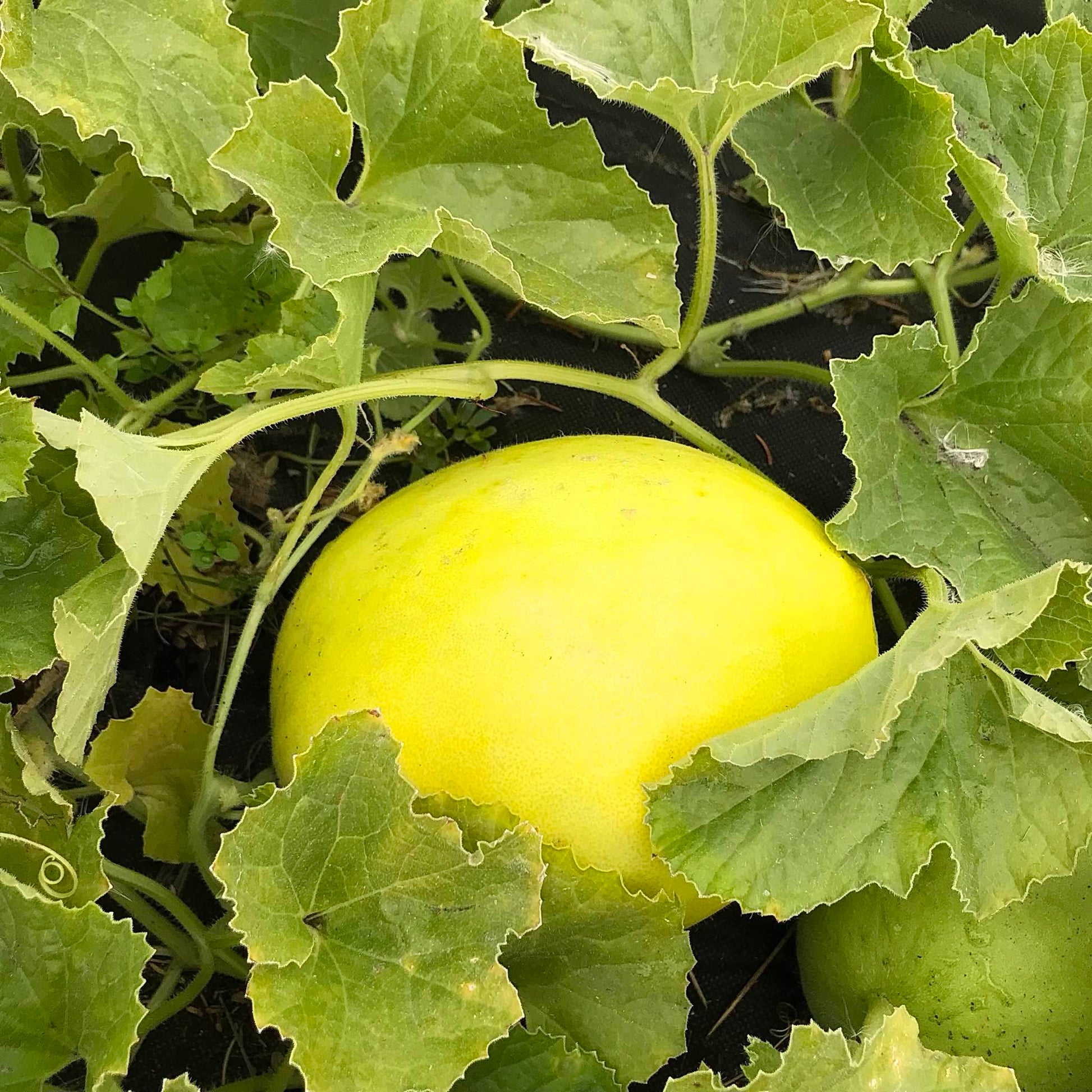 Honeydew melon nestled in vines and leaves.