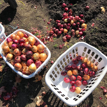 Red, pink, and yellow onions in two white baskets.