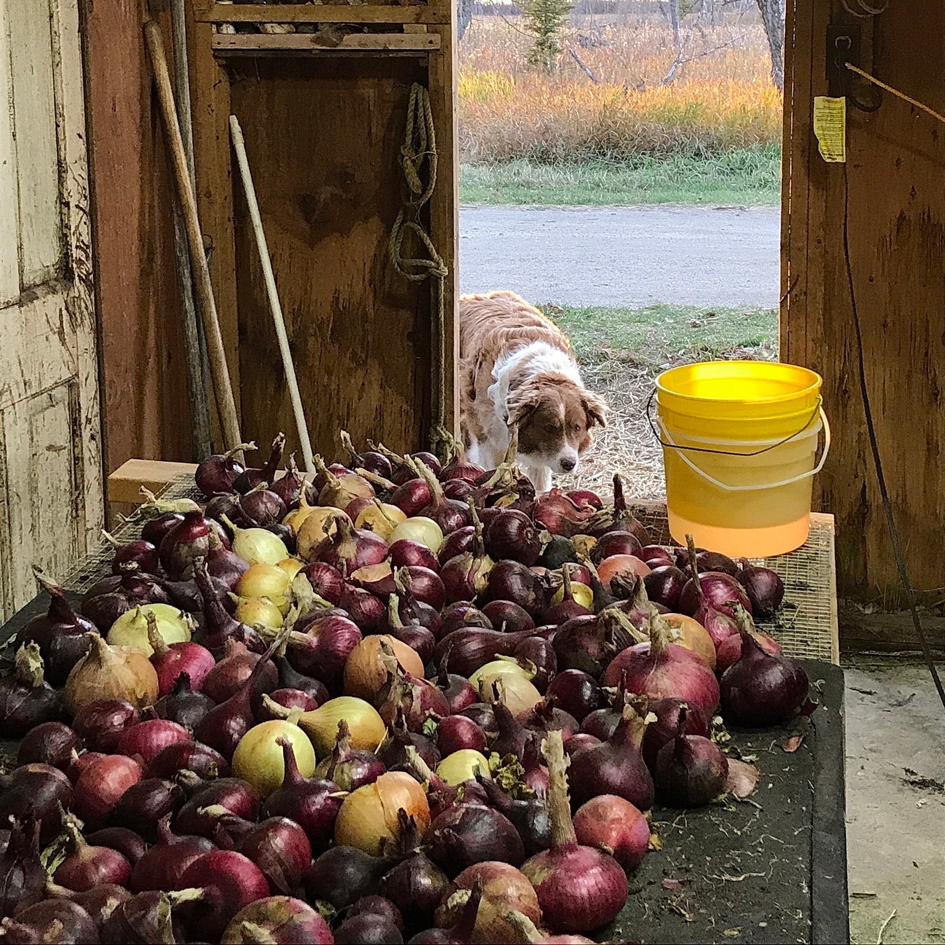 Pile of fully cured red, pink, and yellow onions with a cute farm dog in the background.