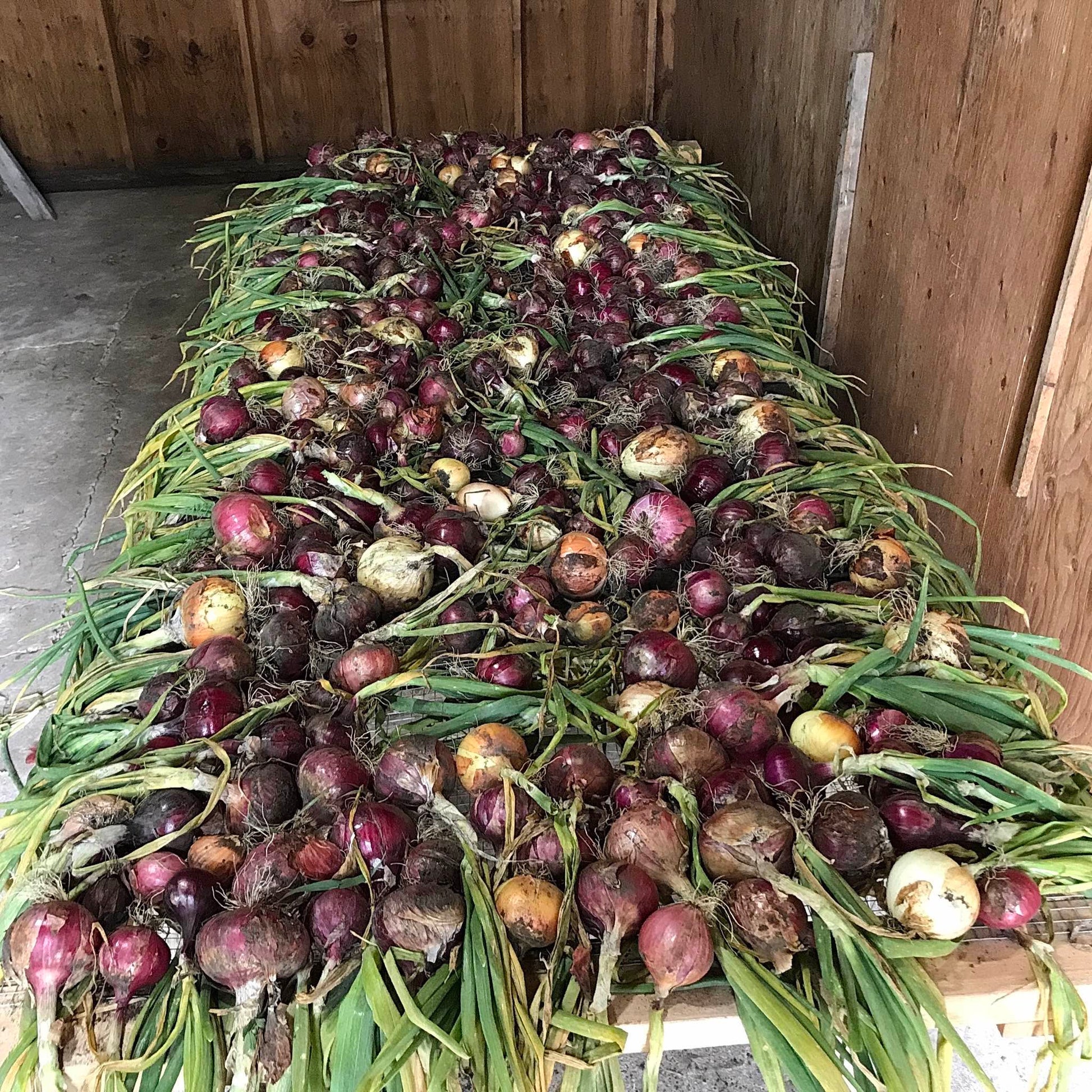 Red, pink, and yellow onions with their tops still on laid out on a table to cure.