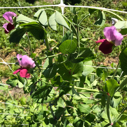 Lavender and violet blooms on a sugar magnolia pea vine.