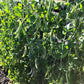 Mature green snap pea pods with a purple stripe on their seam.
