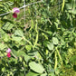 Pea vines with pods and flowers growing on a trellis.