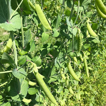 Young snap pea vines and pods on a trellis.