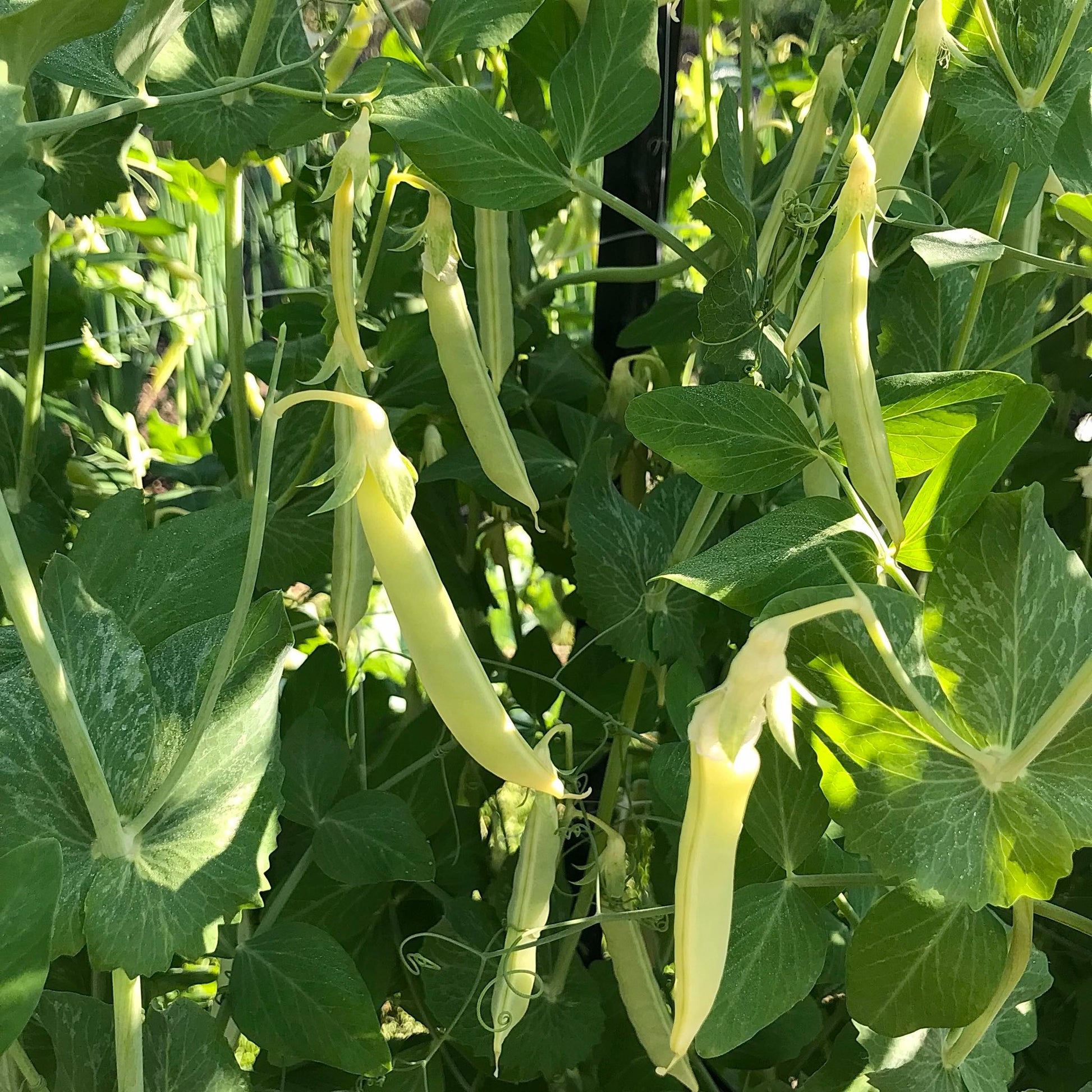 Close view of yellow snap pea pods on their vines.