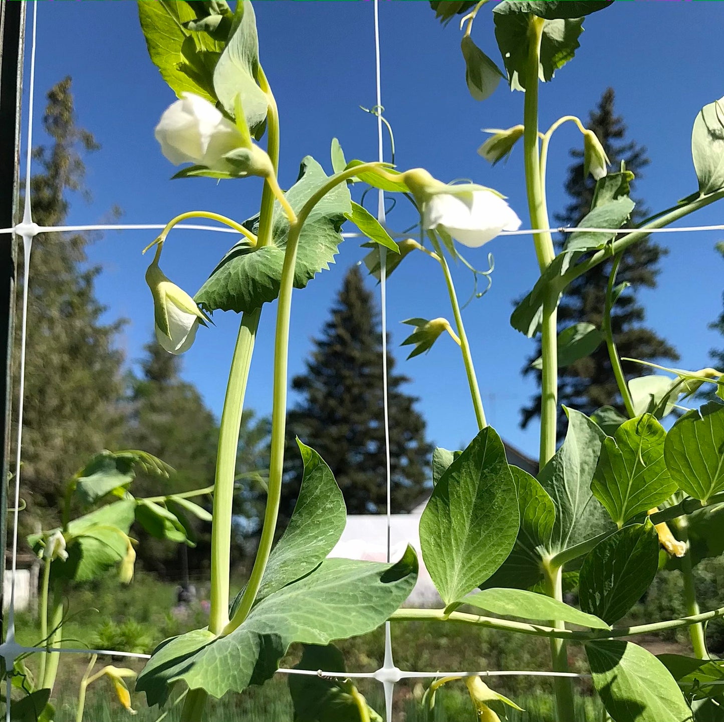 White snap pea flowers.
