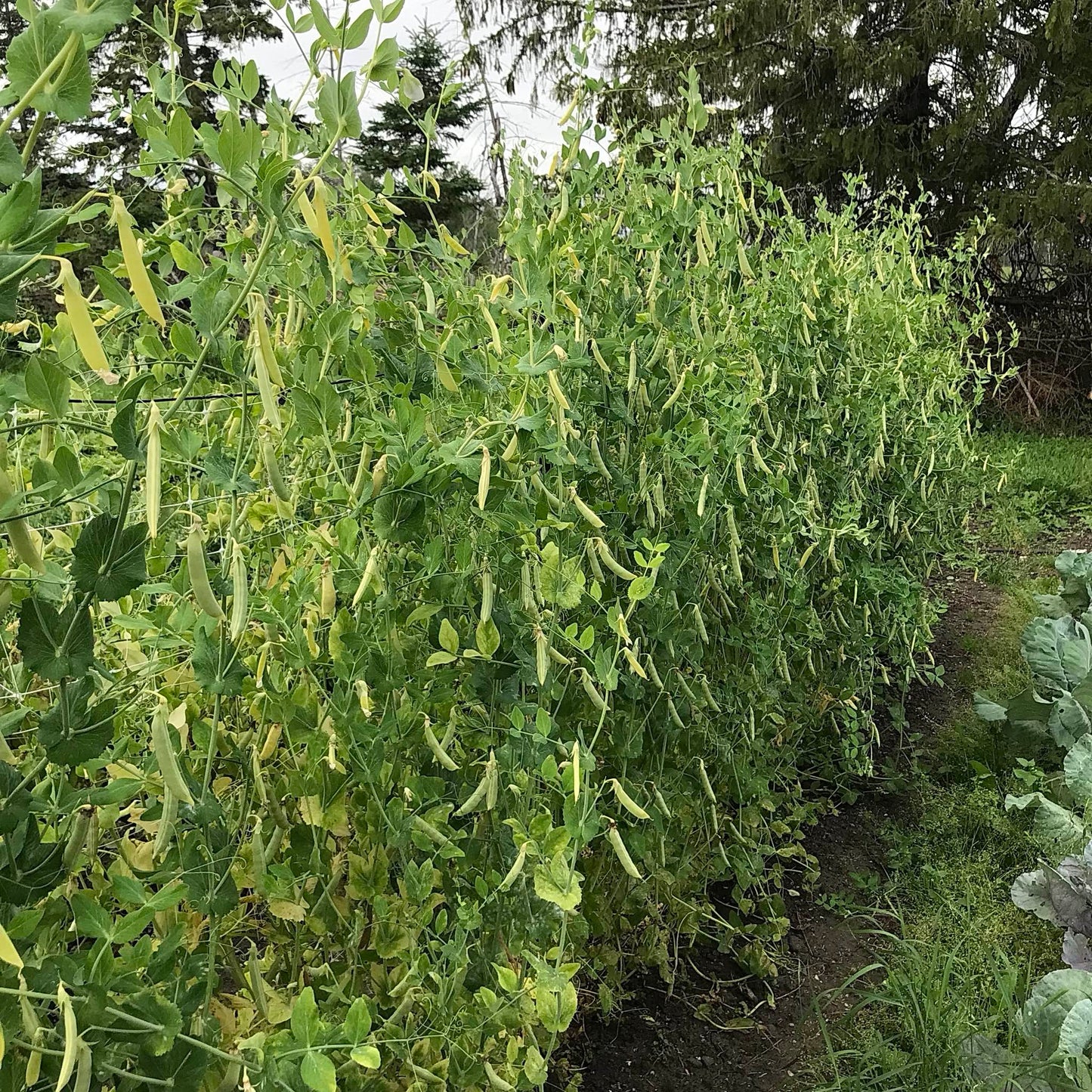 Long trellis full of seven foot tall snap pea vines with yellow pods.