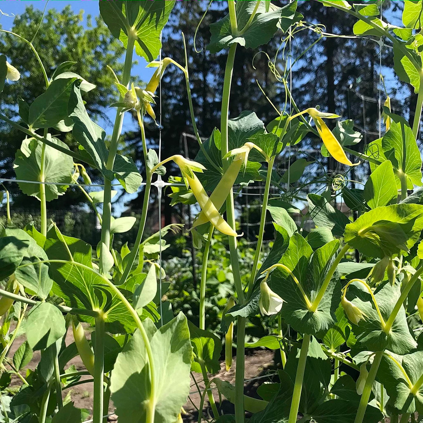 Two yellow snap pea pods making an X.
