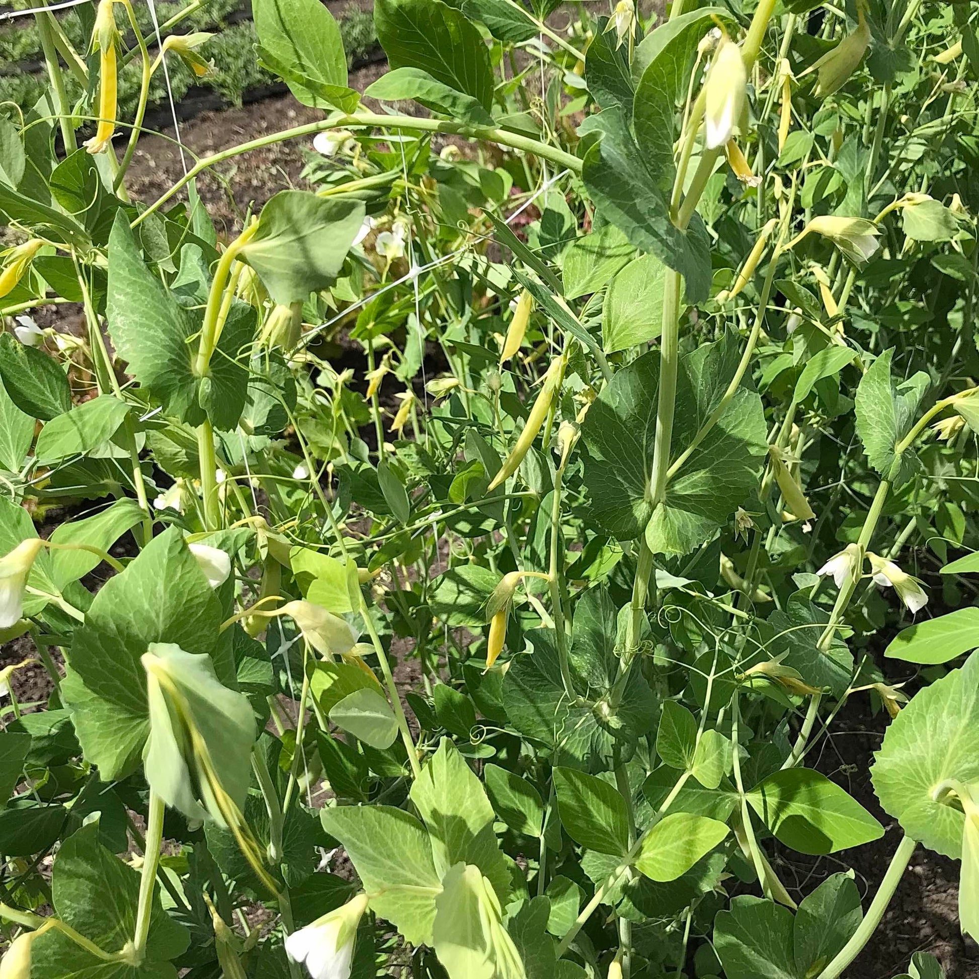 Young snap pea plants with yellow pods and white flowers.