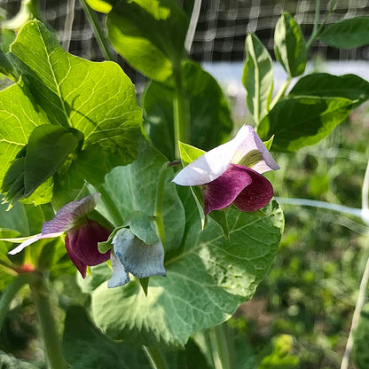 Snow Pea - Ruby Beauty