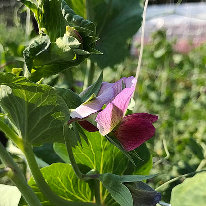 Snow Pea - Ruby Beauty