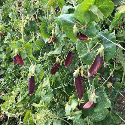 young red snow peas on a trellis