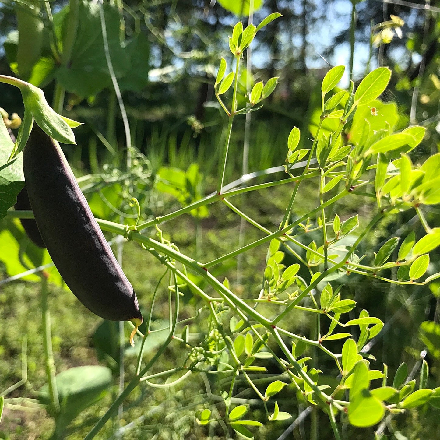 Leafy hypertendril of a purple snap pea vine.