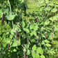 Purple snap pea plants flopping off a trellis from the weight of the pods.