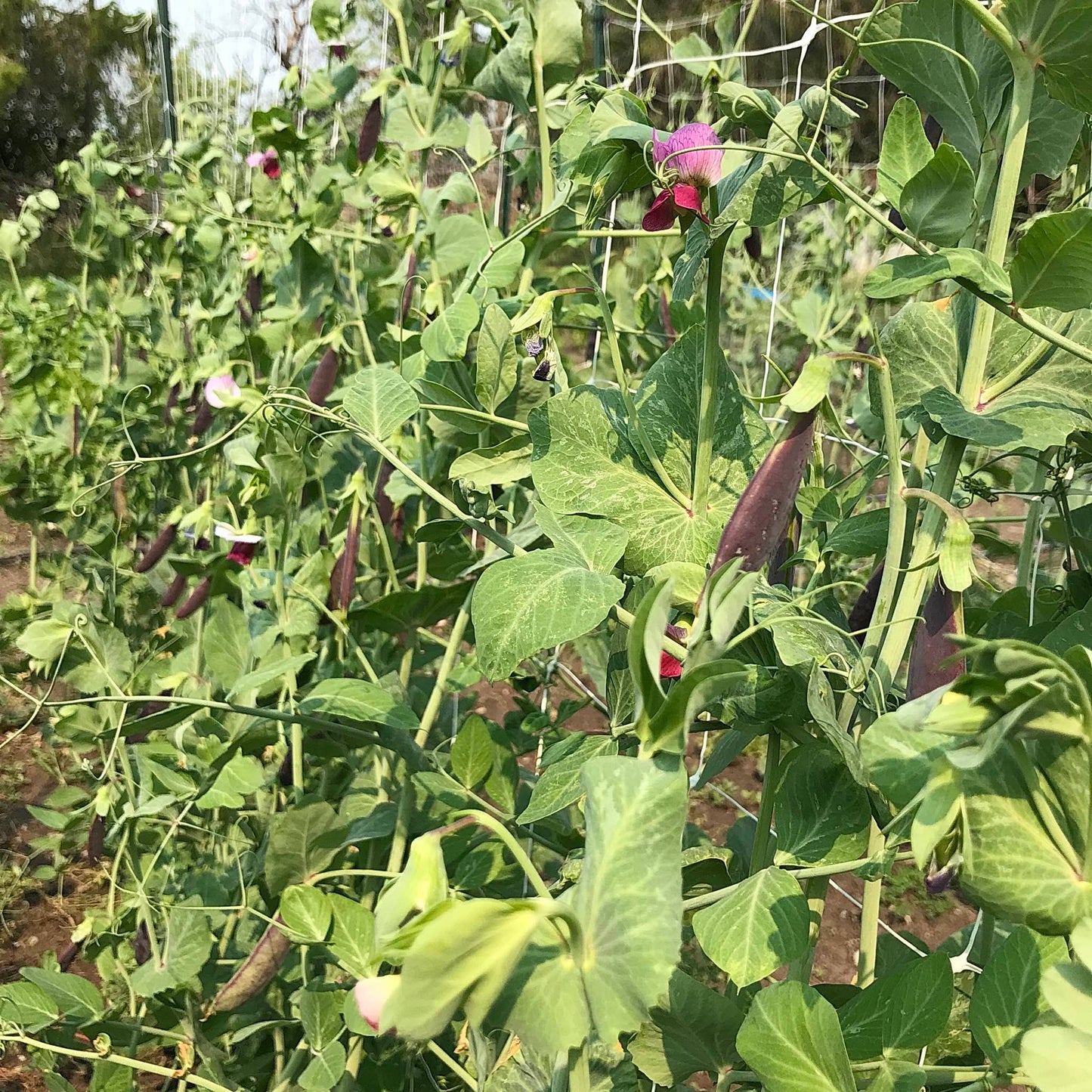 Purple snap peas with pink and lavender flowers on a trellis.