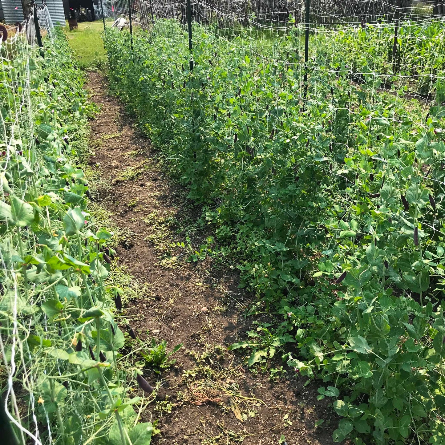 Pathway between two trellises of purple snap pea plants.