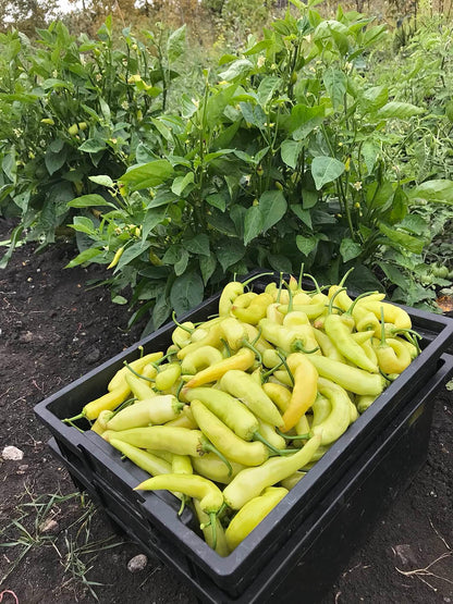 Produce tote full of yellow aji peppers in front of pepper plants.