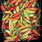 Mix of aji peppers at various stages of ripeness.
