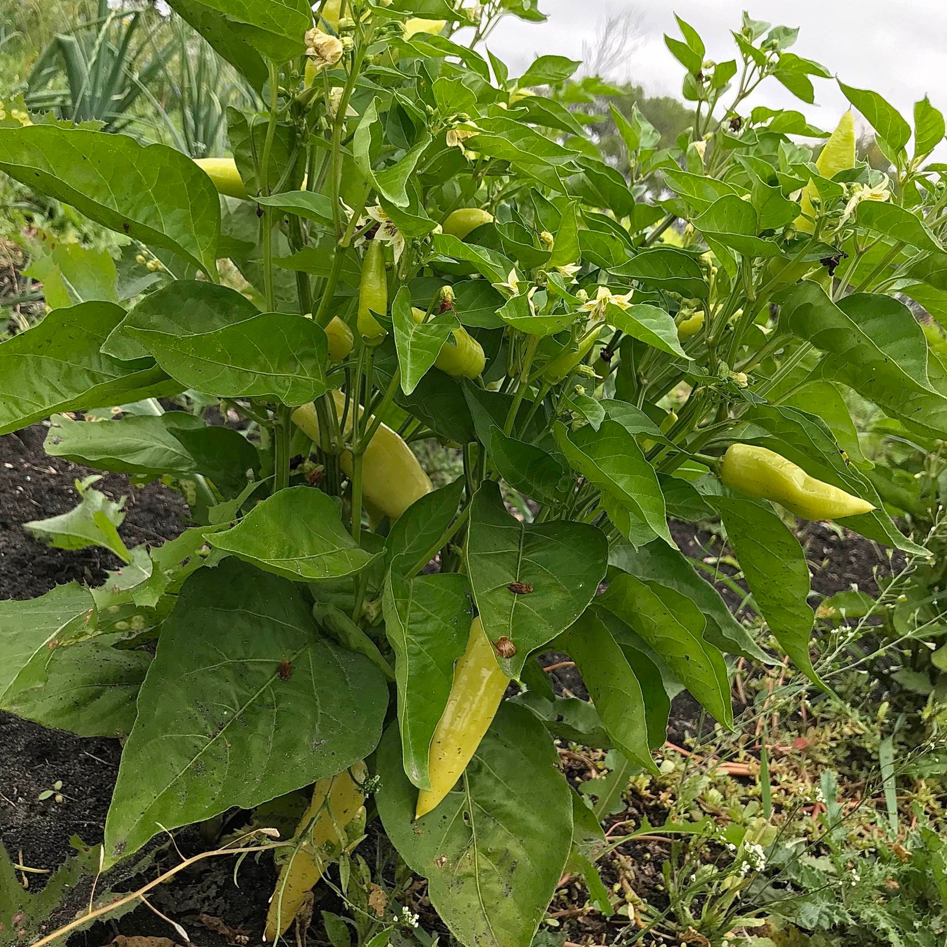 Young aji pepper plant with several light yellow peppers.