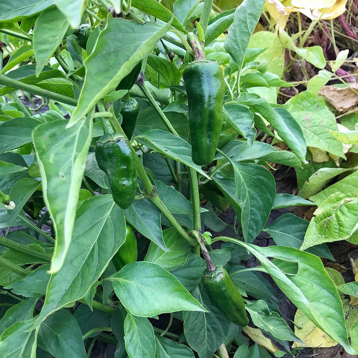 Unripe hot peppers on a leafy plant.