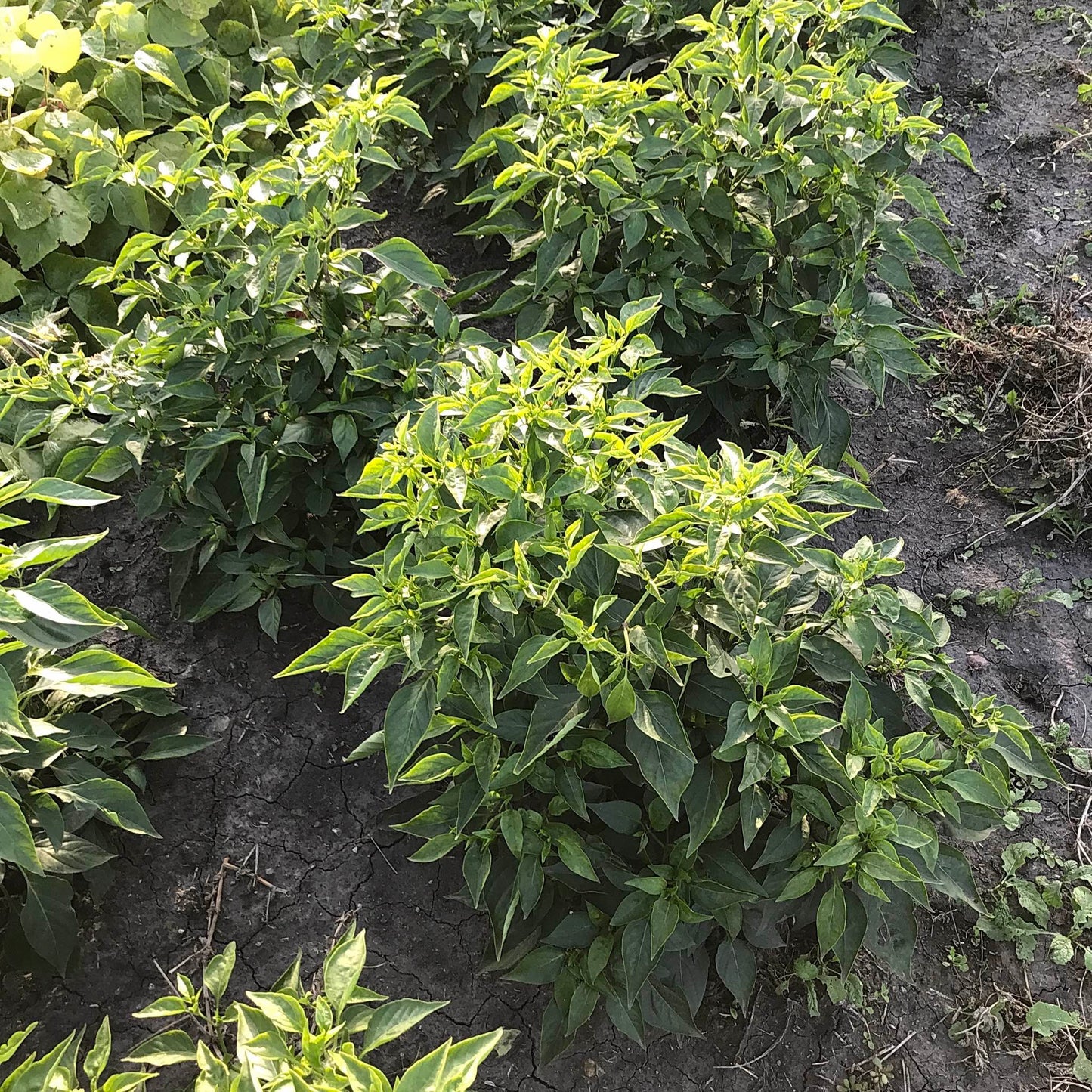 Bushy pepper plants.
