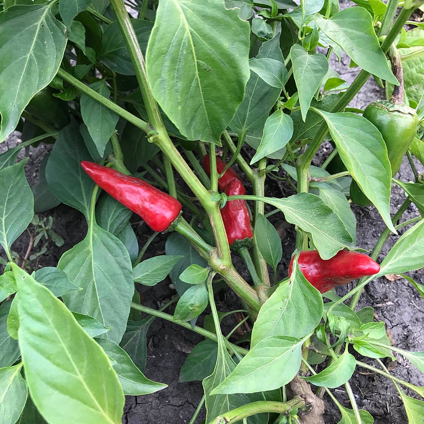 Ripe red hot peppers on a leafy plant.