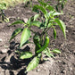 Young jalapeño plant with four green peppers.