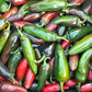 Mix of red and green jalapeño peppers.