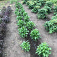 Bed of pepper plants with two staggered rows.