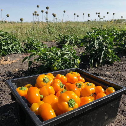 Box filled with small sweet orange peppers in the garden.