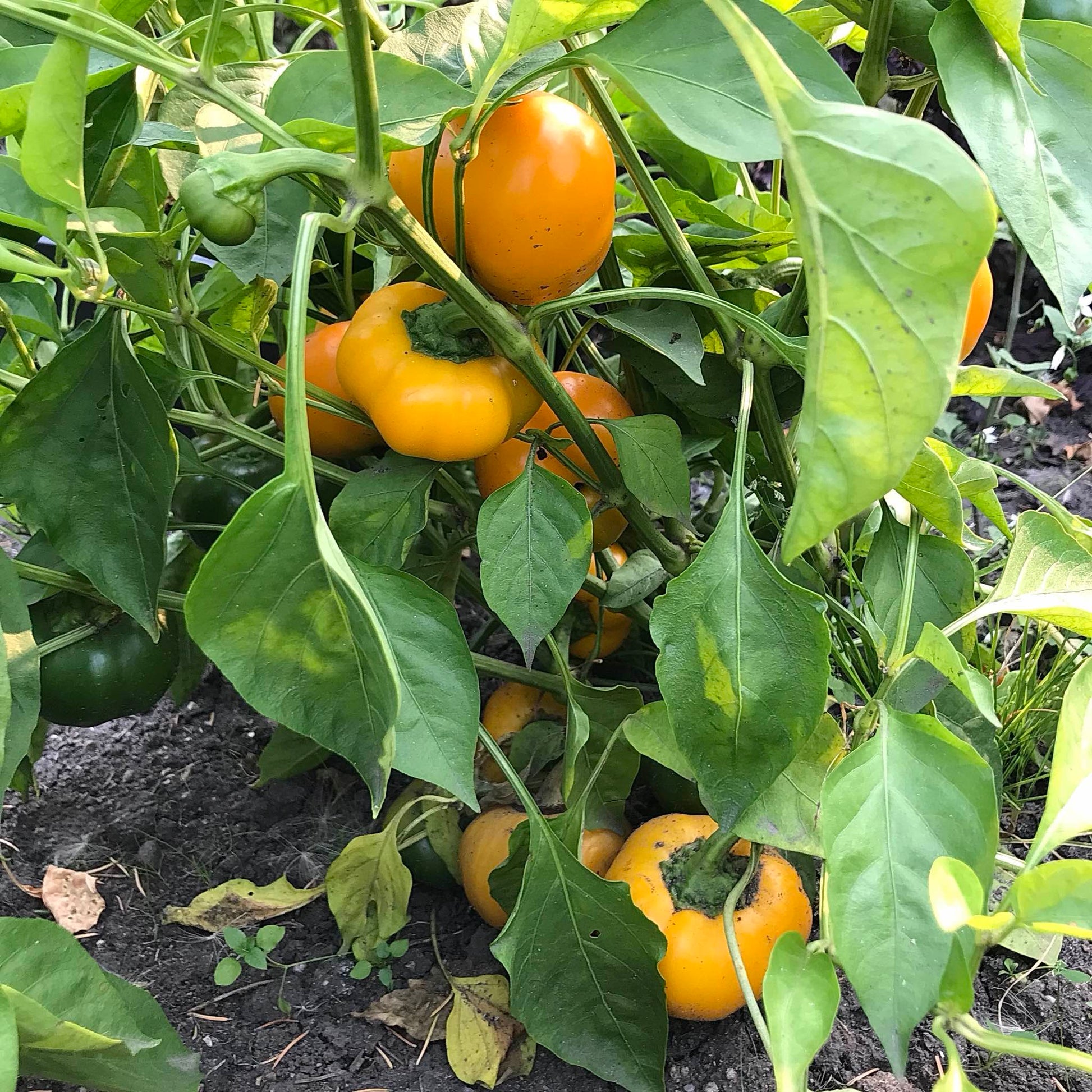 Pepper plant laden with tasty orange fruits.